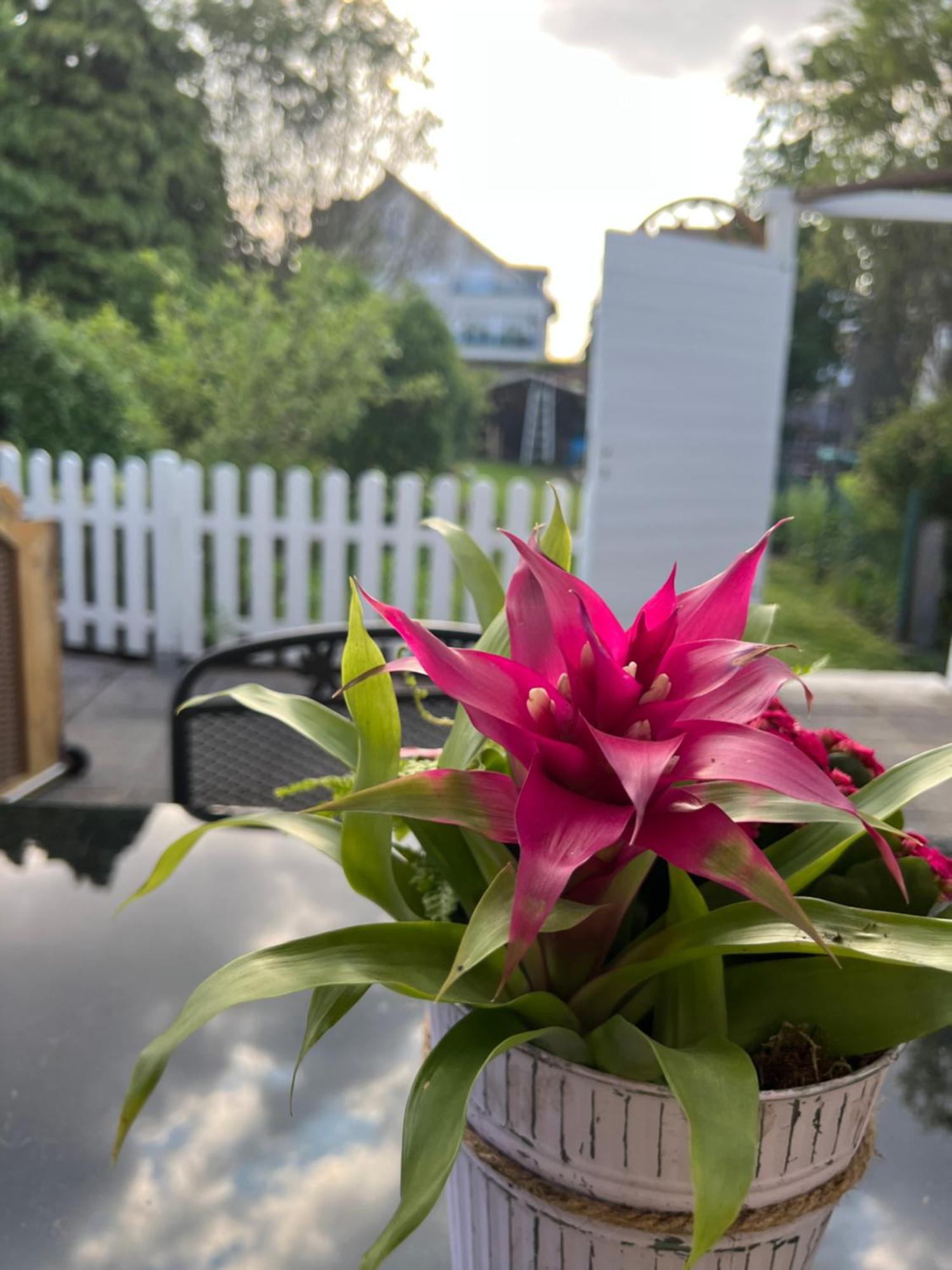 Auszeit Im Pott - Ferienwohnung Lavendel Herten  Extérieur photo